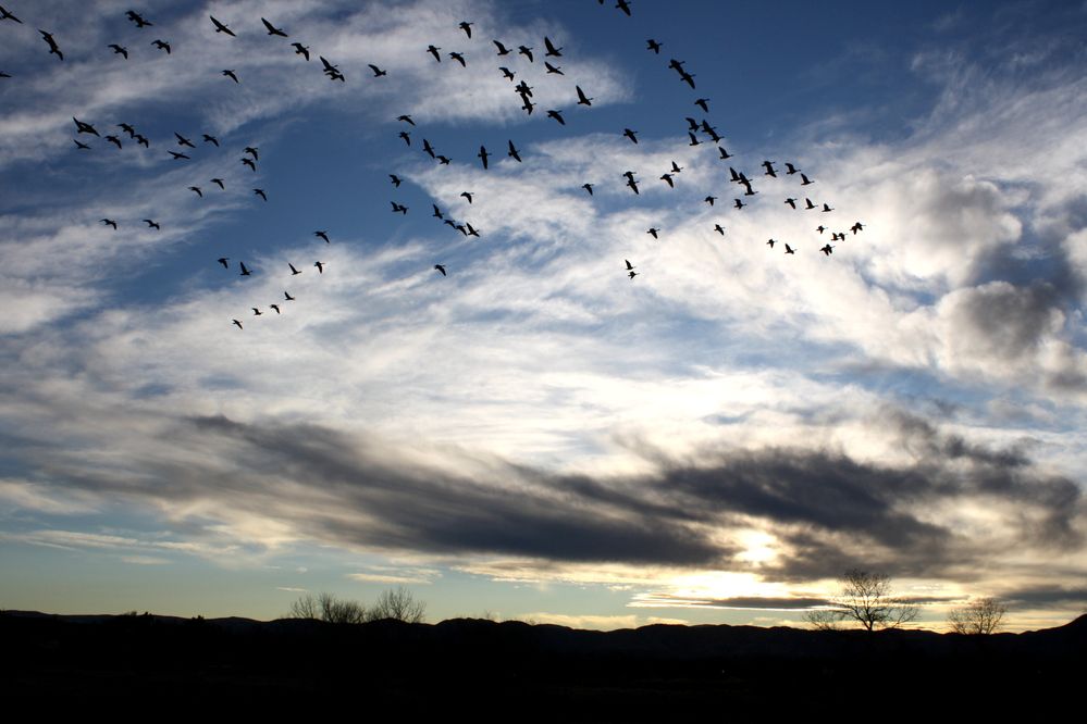 flock-of-birds-in-sky.jpg
